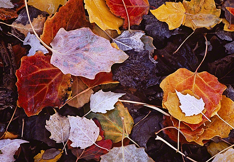 Fading Autumn in Central Victoria Australia
